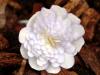 Hepatica japonica T...